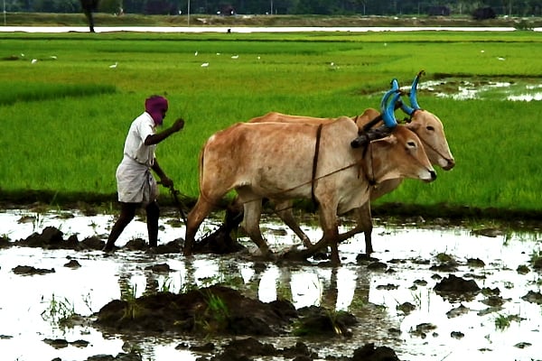 Good Food, Bad Food - Anleitung für eine bessere Landwirtschaft : Bild