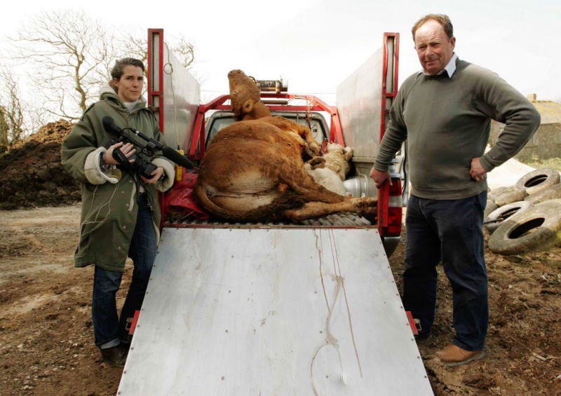 Unser tägliches Fleisch : Bild