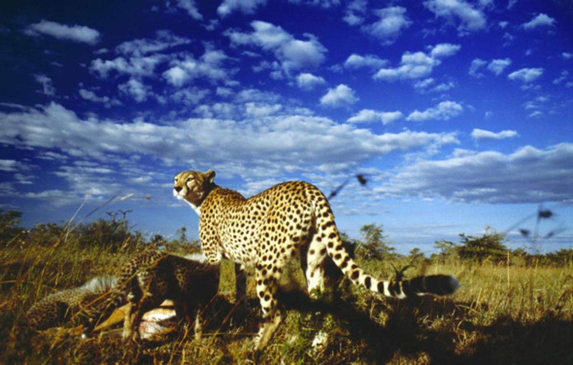 Serengeti : Bild
