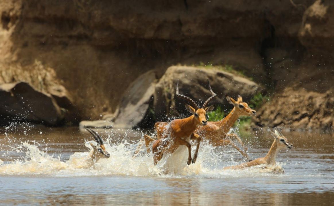 Serengeti : Bild