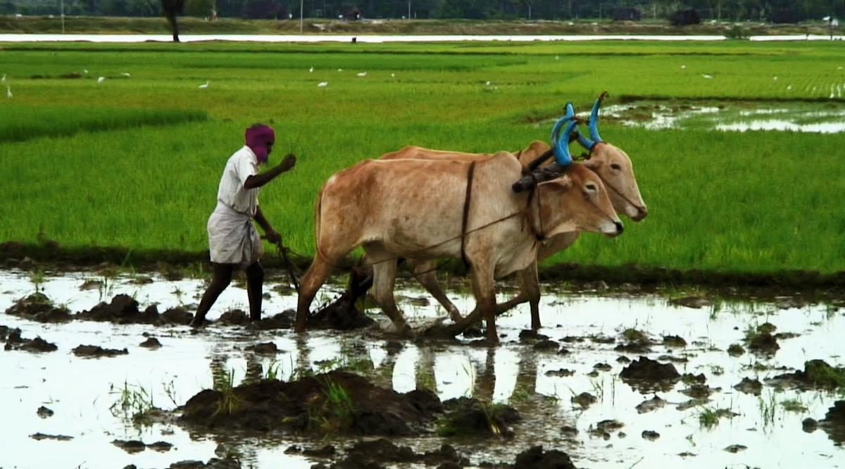 Good Food, Bad Food - Anleitung für eine bessere Landwirtschaft : Bild