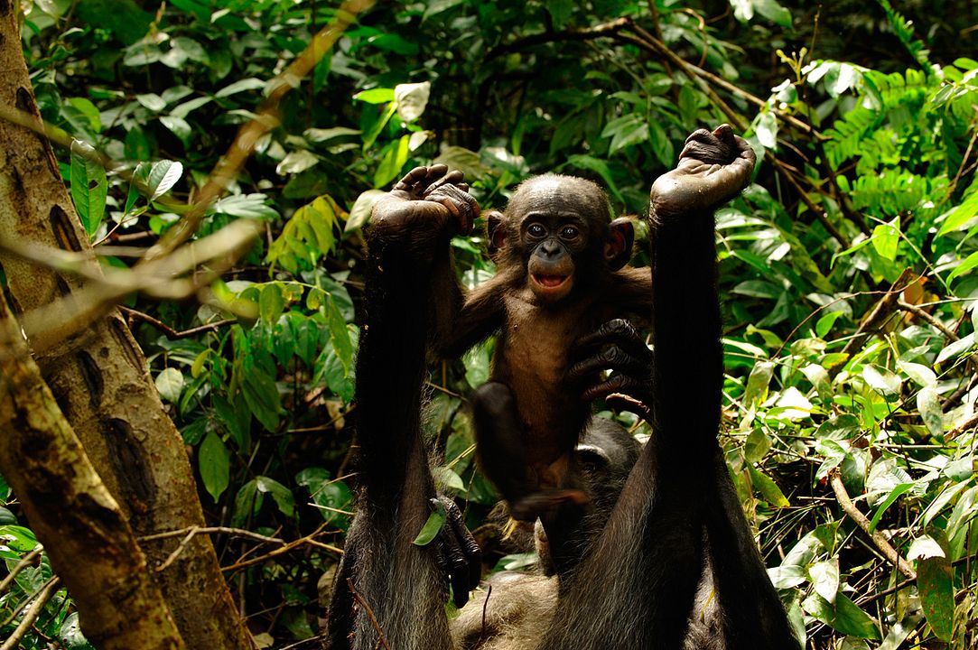 Benny - Allein im Wald : Bild Alain Tixier