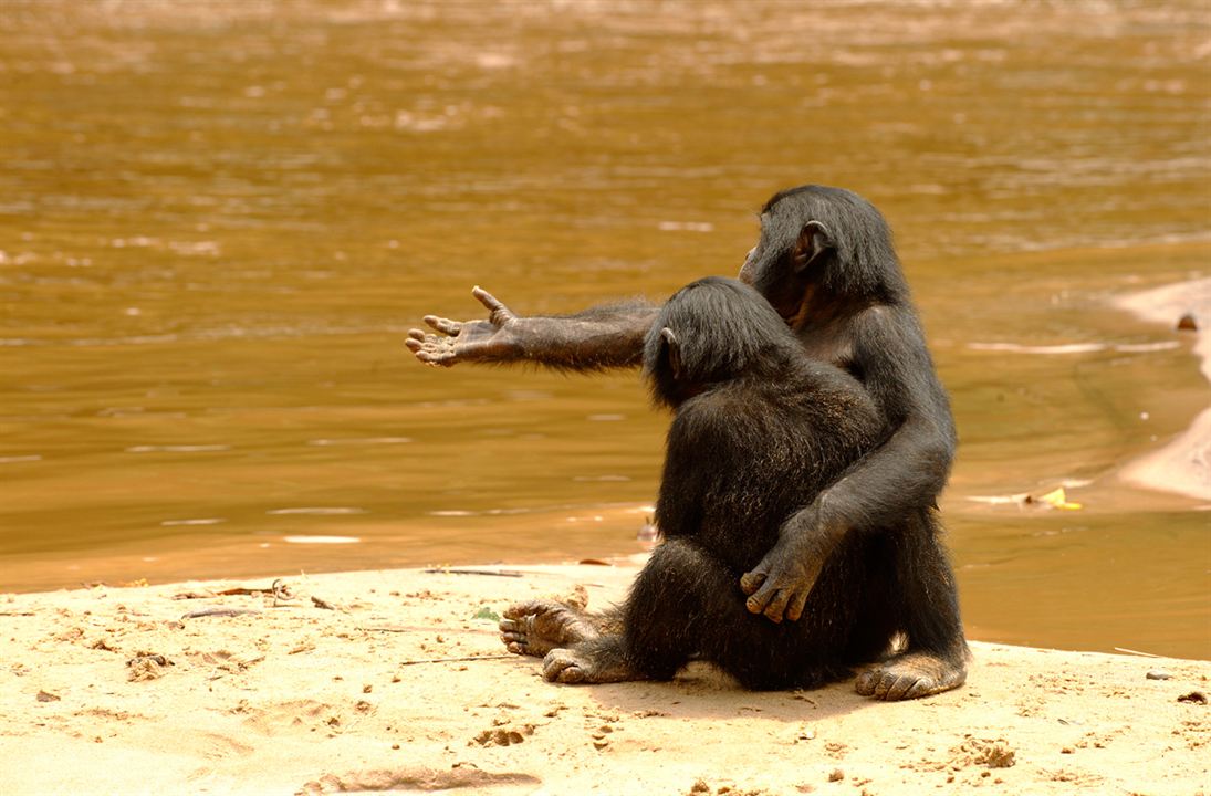 Benny - Allein im Wald : Bild Alain Tixier