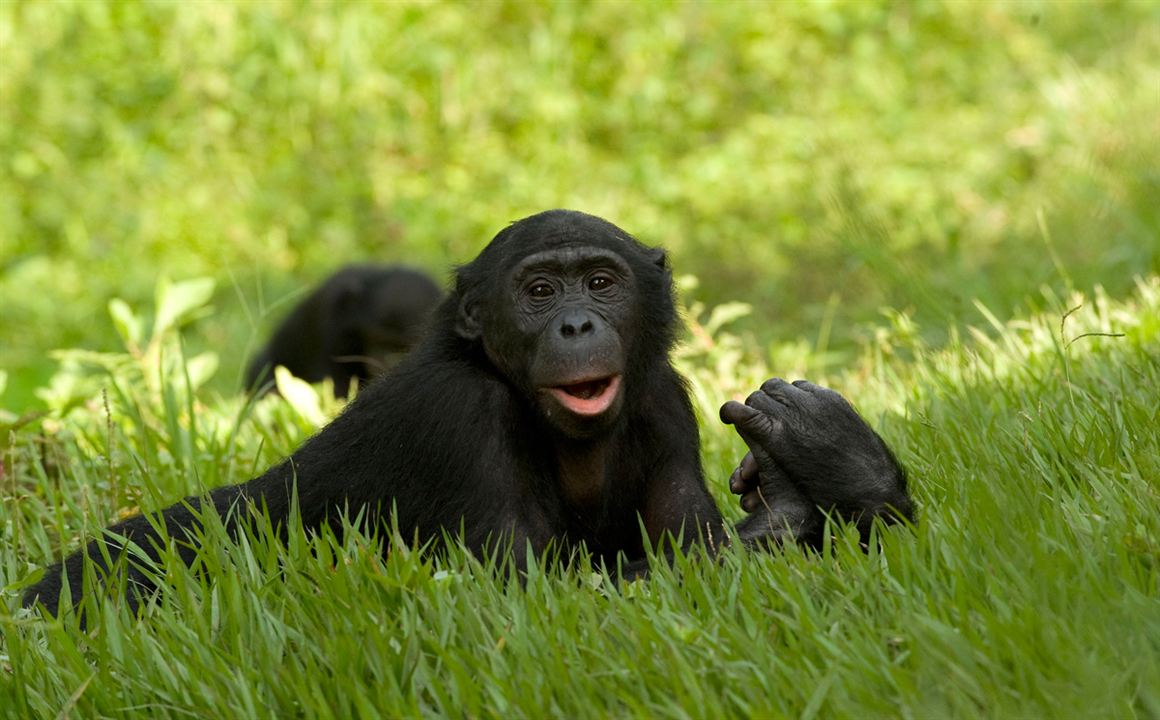 Benny - Allein im Wald : Bild Alain Tixier