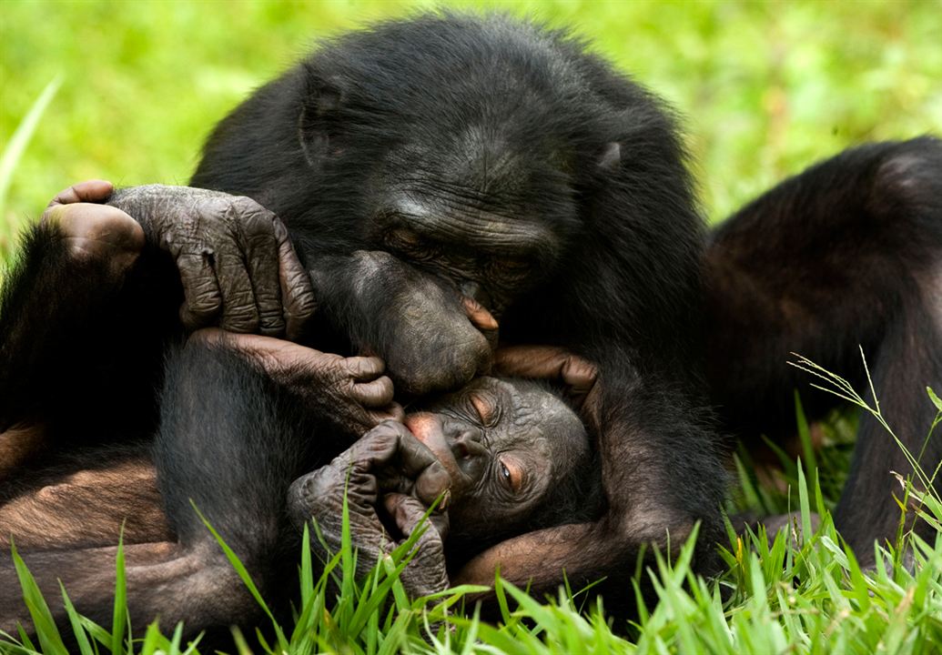 Benny - Allein im Wald : Bild Alain Tixier