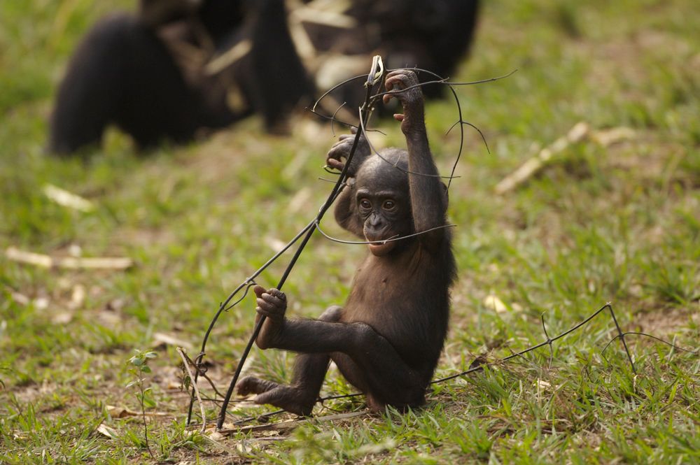 Benny - Allein im Wald : Bild Alain Tixier