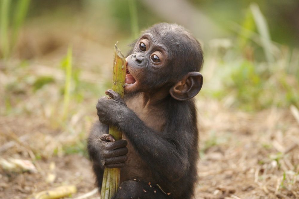 Benny - Allein im Wald : Bild Alain Tixier