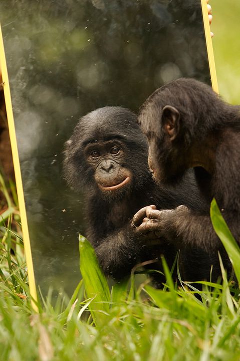 Benny - Allein im Wald : Bild Alain Tixier