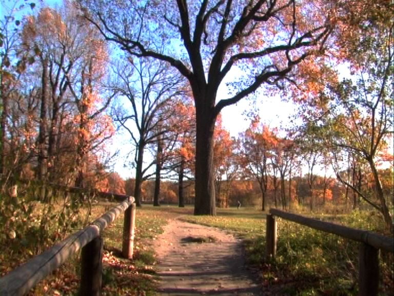 Berlin: Hasenheide : Bild