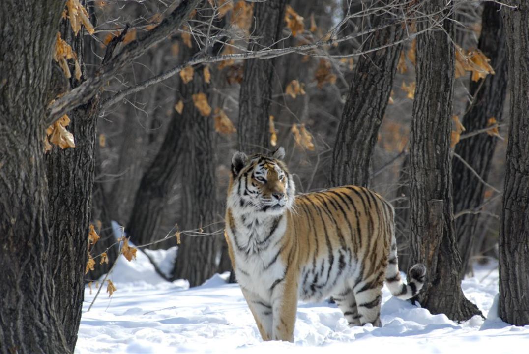 Russland - Im Reich der Tiger, Bären und Vulkane : Bild