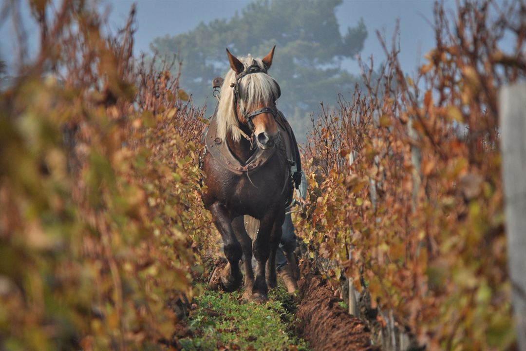 La Clef des Terroirs : Bild