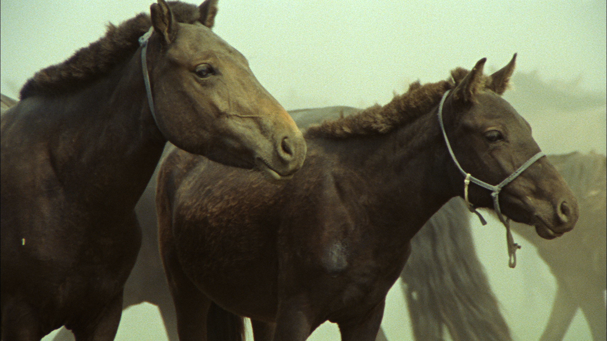 Das Lied von den zwei Pferden : Bild Byambasuren Davaa