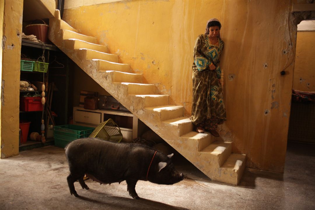 Das Schwein von Gaza : Bild Sylvain Estibal