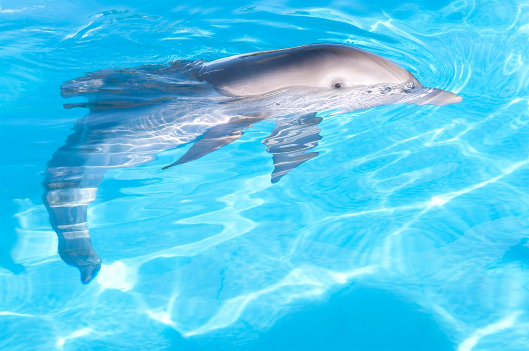 Mein Freund, der Delfin : Bild Charles Martin Smith
