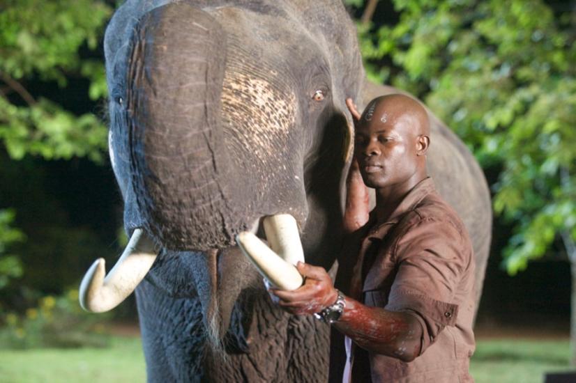 Elephant White : Bild Djimon Hounsou