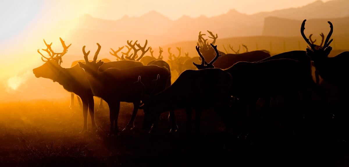 Jon face aux vents : Bild