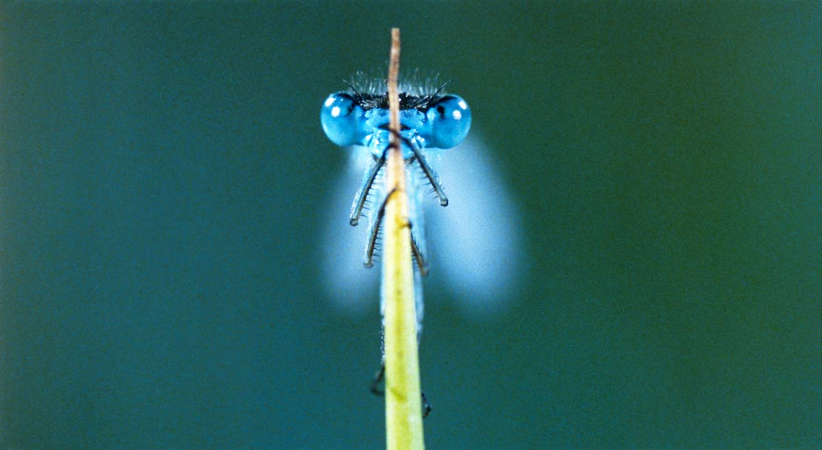 Das Wunder der Natur : Bild Marie Pérennou, Claude Nuridsany