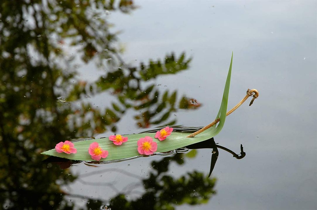 Das Wunder der Natur : Bild Marie Pérennou, Claude Nuridsany