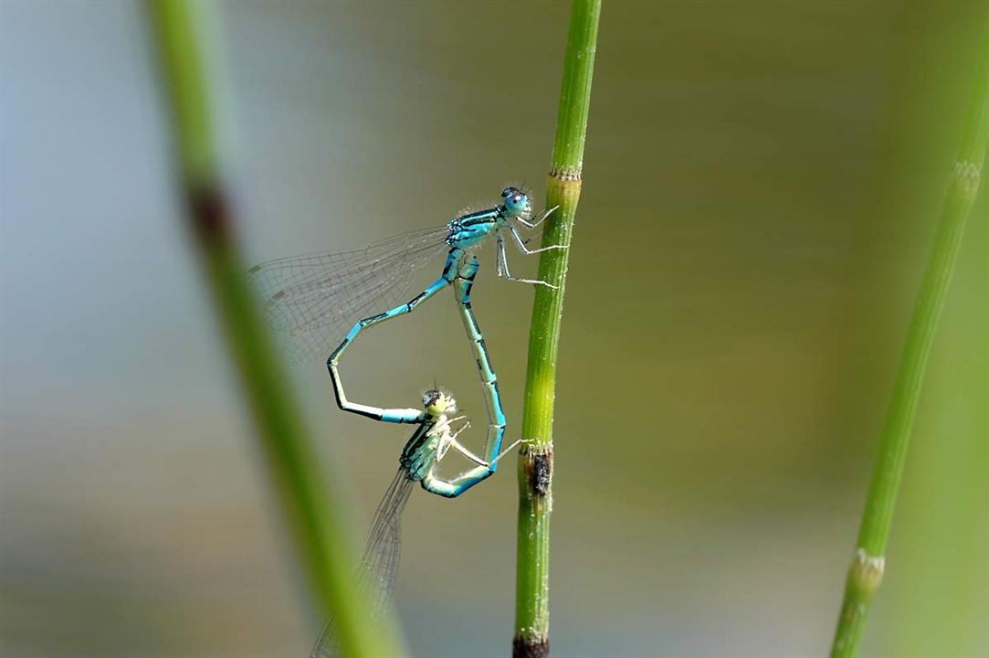 Das Wunder der Natur : Bild Marie Pérennou, Claude Nuridsany