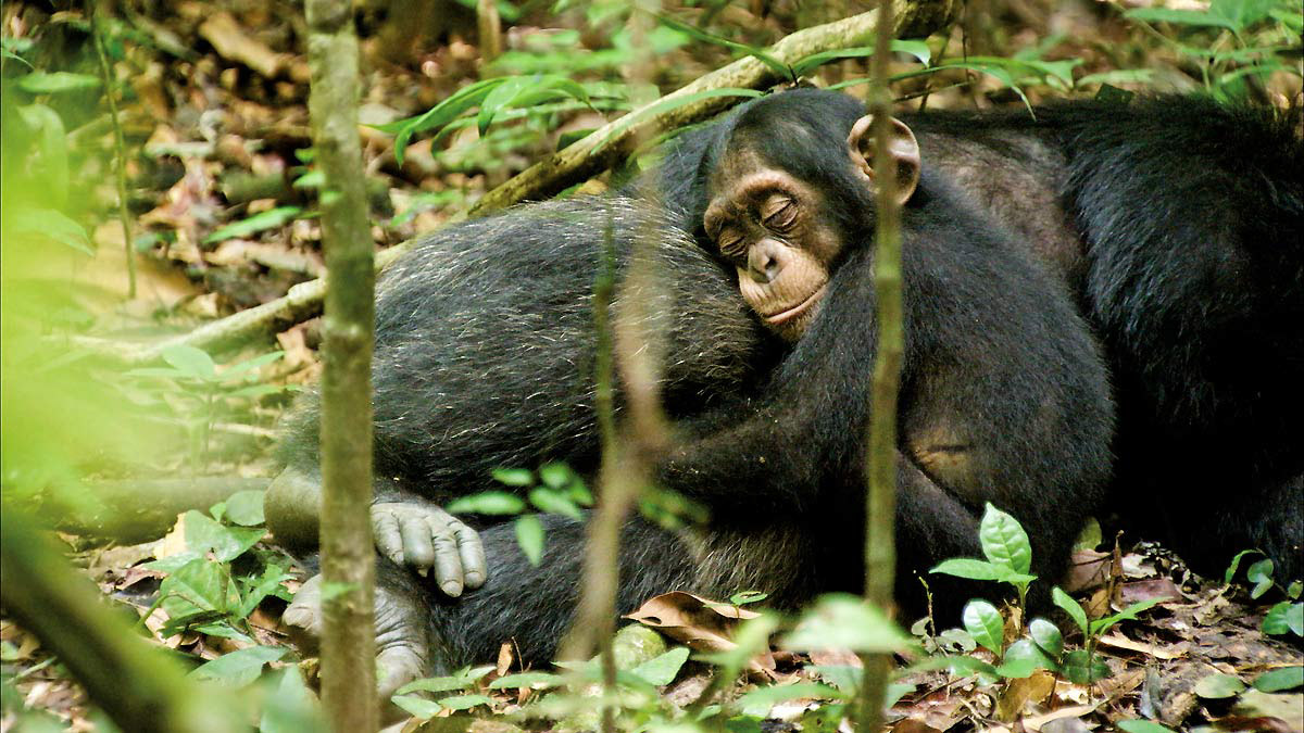 Schimpansen : Bild Alastair Fothergill, Mark Linfield