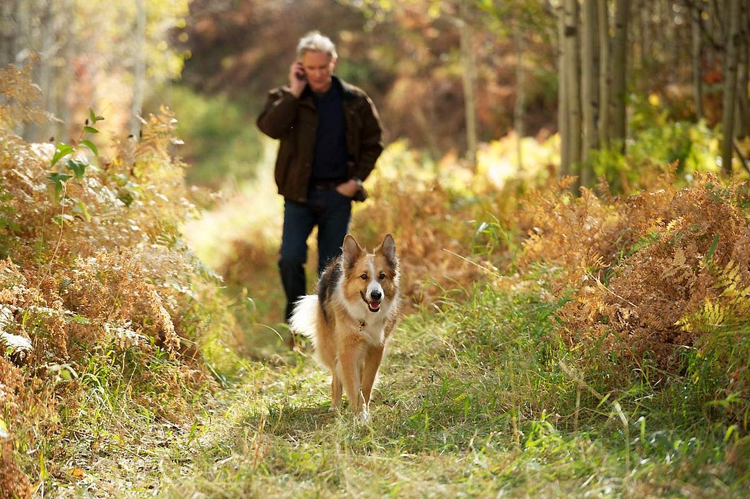 Darling Companion - Ein Hund fürs Leben : Bild