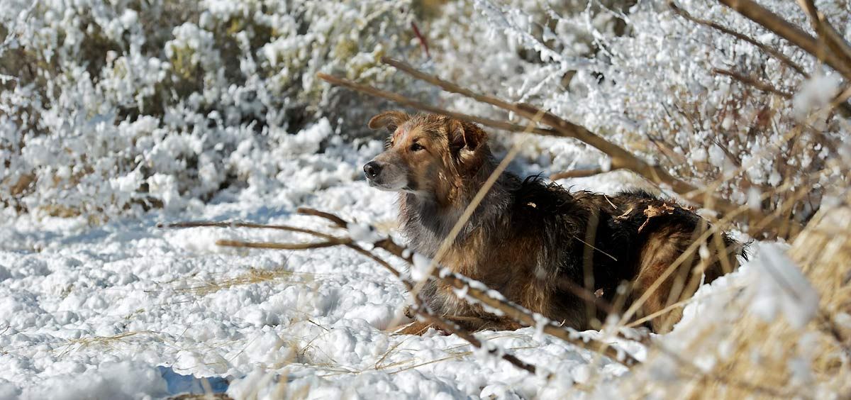 Darling Companion - Ein Hund fürs Leben : Bild