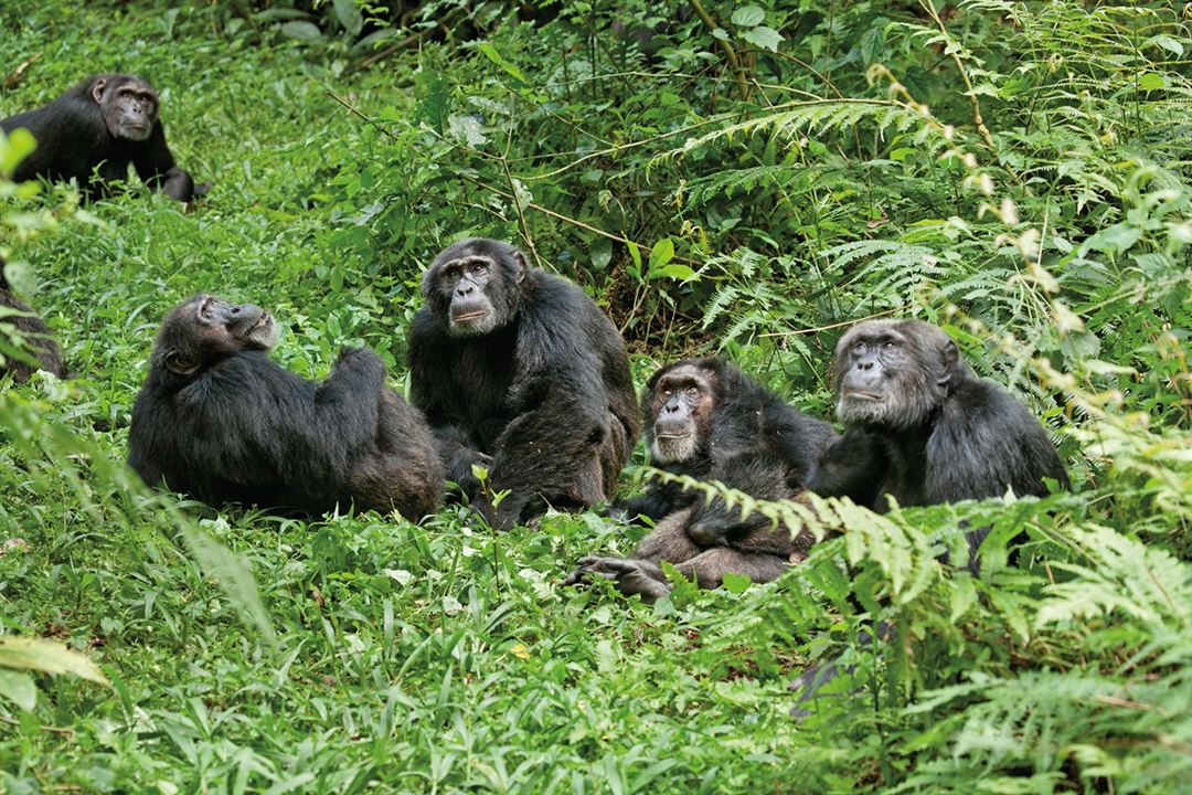 Schimpansen : Bild Mark Linfield, Alastair Fothergill