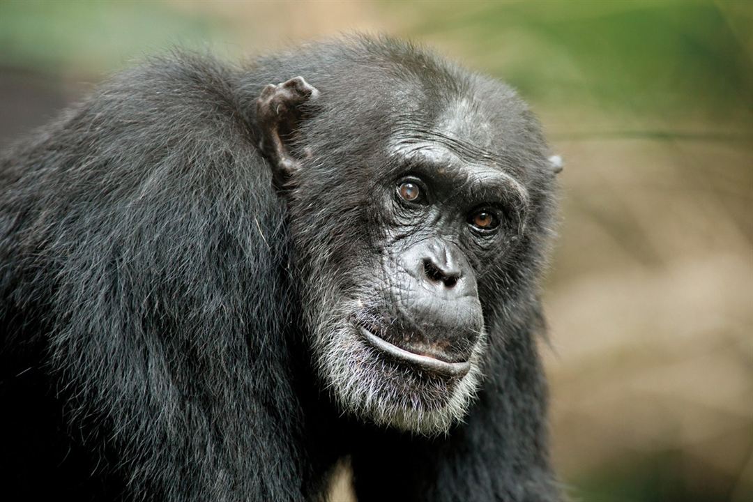 Schimpansen : Bild