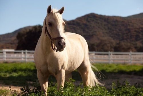 Die Prinzessin und das Pony : Bild