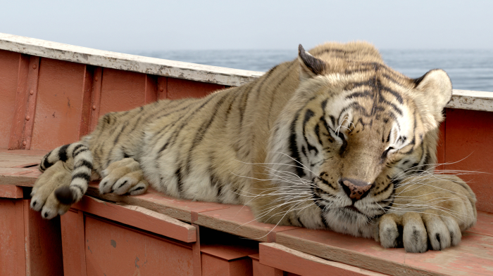Life of Pi: Schiffbruch mit Tiger : Bild