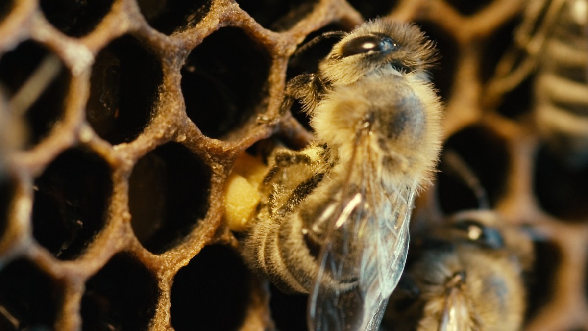 More than Honey : Bild