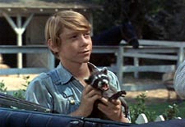 Ein Frechdachs im Maisbeet : Bild