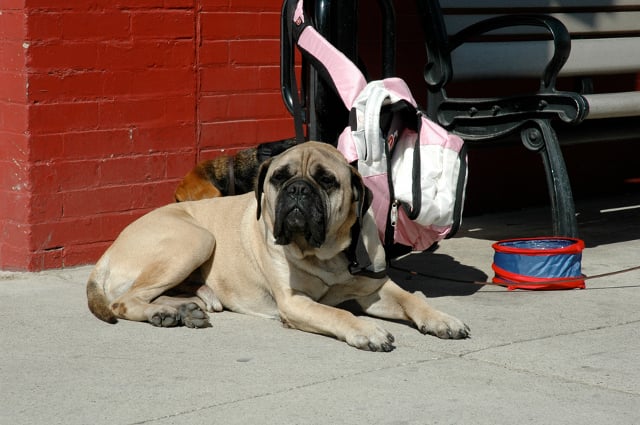 Chaos auf 4 Pfoten - Sommer mit Hund : Bild