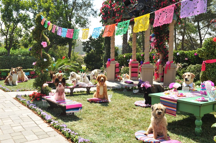 Beverly Hills Chihuahua 3 : Bild