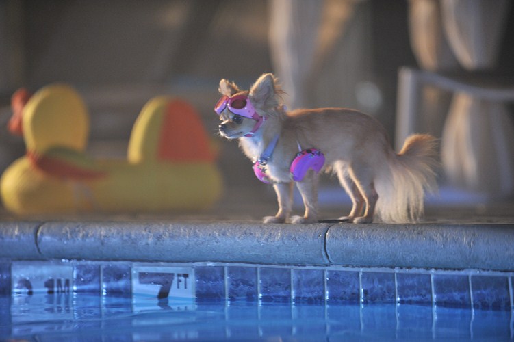 Beverly Hills Chihuahua 3 : Bild