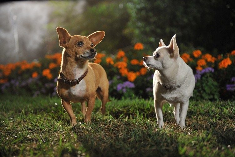 Beverly Hills Chihuahua 3 : Bild