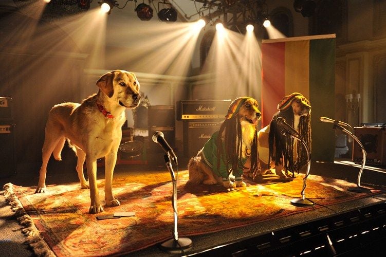 Beverly Hills Chihuahua 3 : Bild