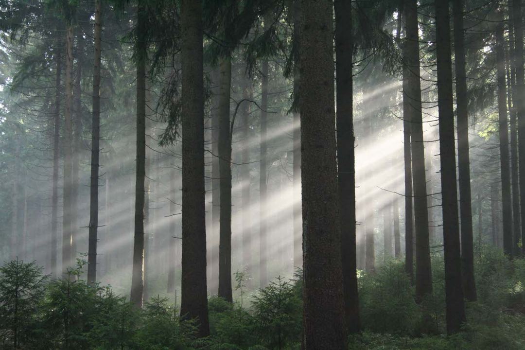 Das grüne Wunder - Unser Wald : Bild