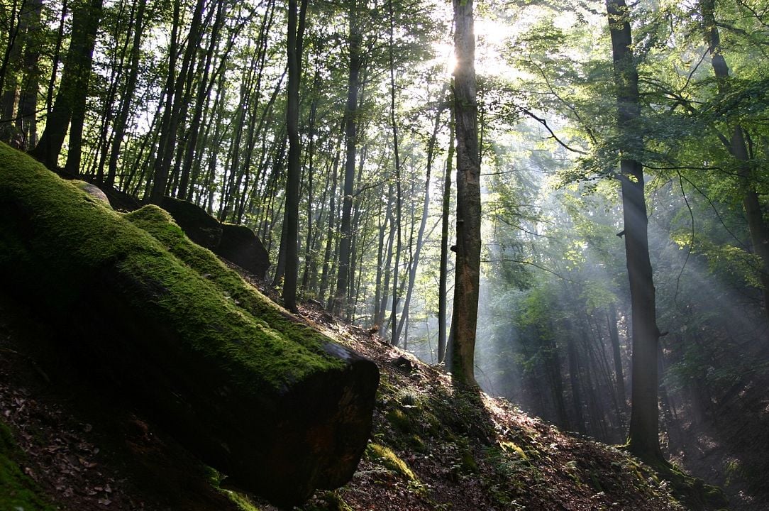 Das grüne Wunder - Unser Wald : Bild