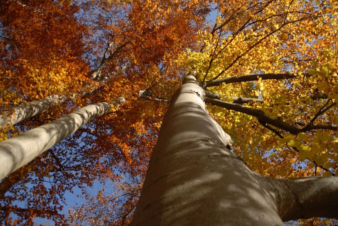 Das grüne Wunder - Unser Wald : Bild