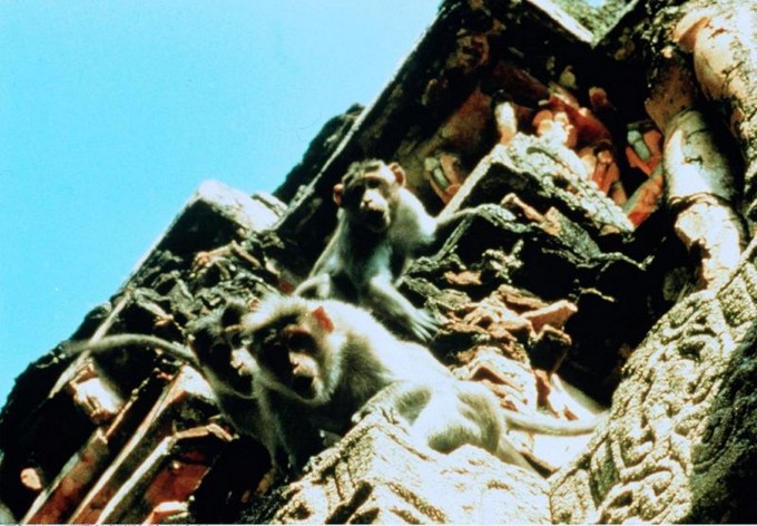Hanuman - Im Königreich der Affen : Bild