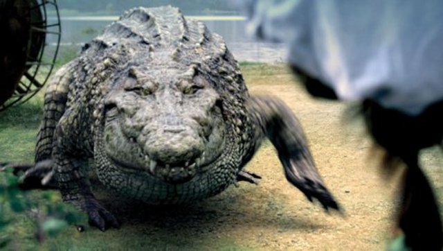 Million Dollar Crocodile - Die Jagd beginnt