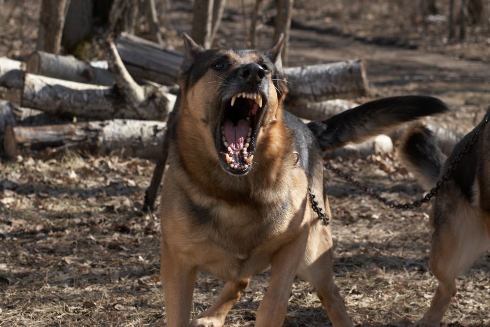 Bad Meat - Sadistic Maneater : Bild