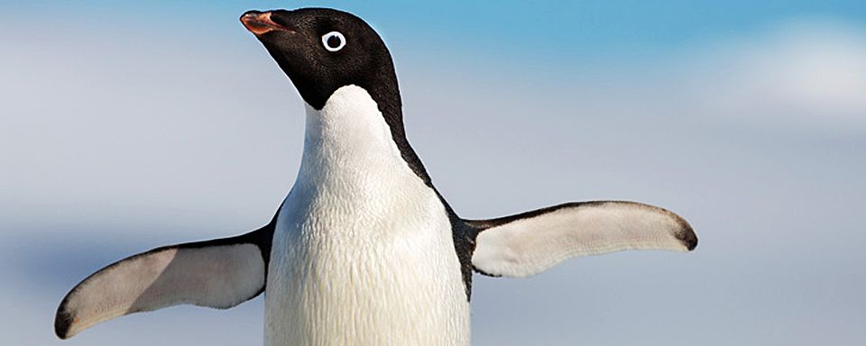 Lernt Steve Kennen Trailer Zur Disney Dokumentation Penguins Uber Einen Sussen Pinguin Kino News Filmstarts De