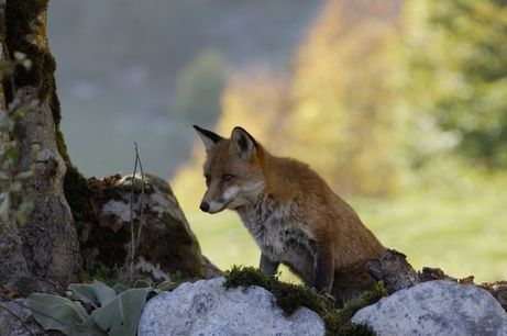 Der Fuchs und das Mädchen : Bild