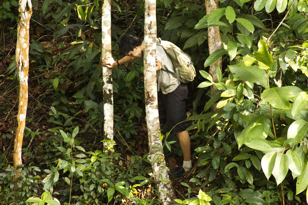 A Floresta De Jonathas - Im dunklen Grün : Bild Begê Muniz