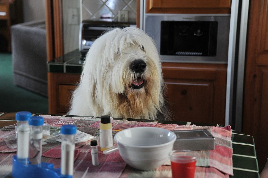 Albert, der unsichtbare Hund : Bild