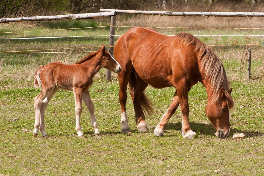 Der kleine Hengst und die Pferdediebe : Bild