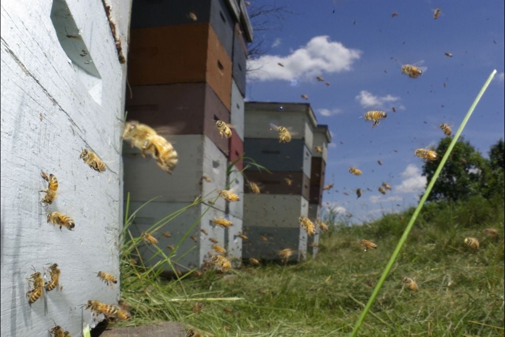 Bienen - Himmelsvolk in Gefahr : Bild