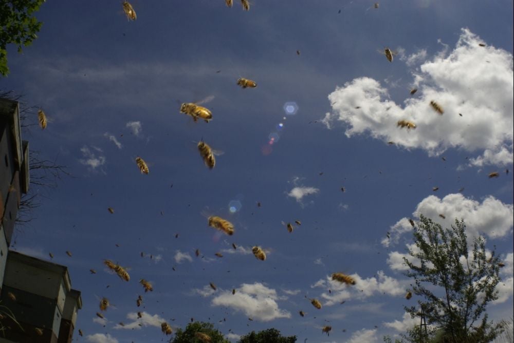 Bienen - Himmelsvolk in Gefahr : Bild